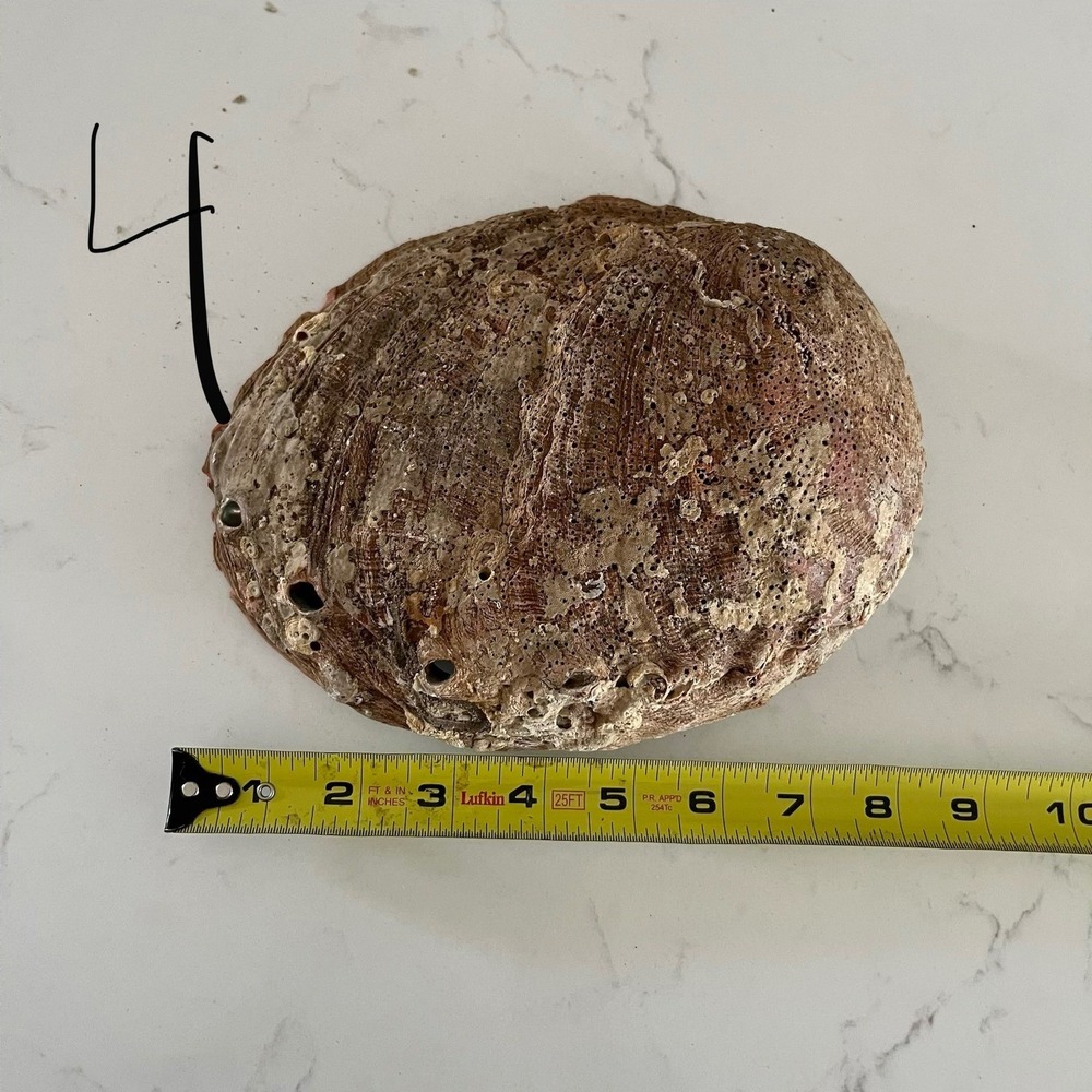 Natural Abalone Large Shell - Picture 15 of 16